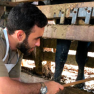 Exame andrológico bovino conheça as vantagens