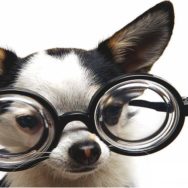 doenças oculares em cães