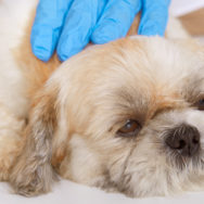 Endoscopia veterinária entenda mais do seu papel na clínica