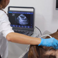 Ultrassom veterinário essencial para diagnóstico em pequenos animais