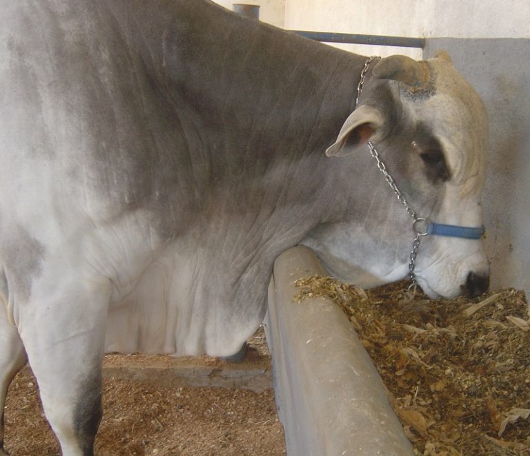 Timpanismo em bovinos Como evitar essa doença fatal?