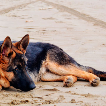 Displasia Coxofemoral em Cães conheça mais essa doença