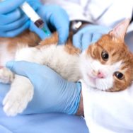 Os exames laboratoriais na clínica veterinária se tornaram grandes aliados nas áreas médica e cirúrgica, tanto de pequenos como de grandes animais.