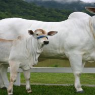 cesariana em bovinos