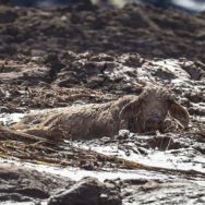 Brumadinho