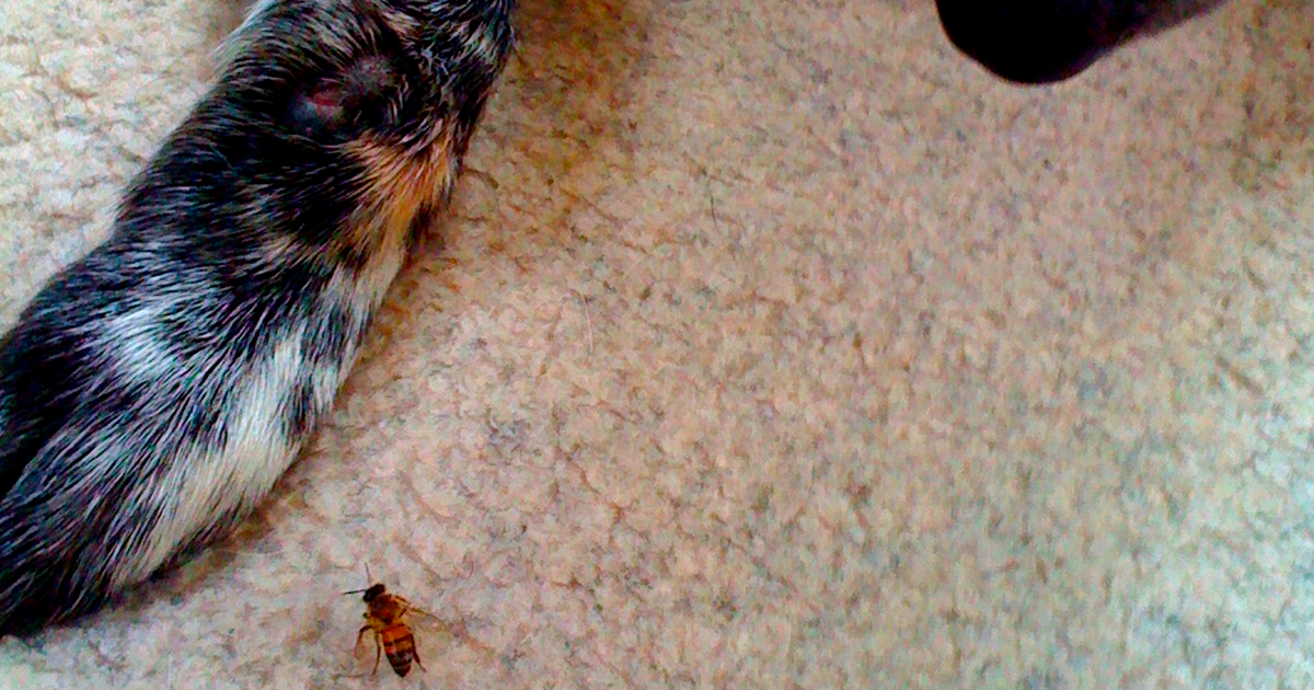 Picada de vespa em cachorro: o que fazer?