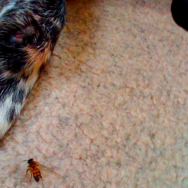 Picada de abelha em cães: É preciso agir rapidamente