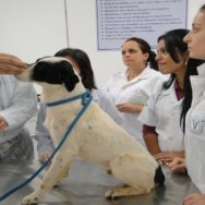 Veterinário