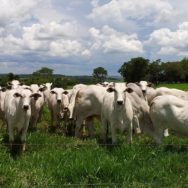 Castração bovina