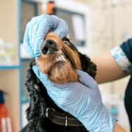 Odontologia em pequenos animais oportunidade para o atendimento clínico