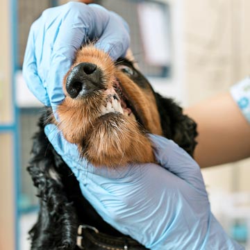 Odontologia em pequenos animais oportunidade para o atendimento clínico