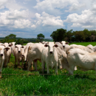 Rebanho-bovino-conheça-as-principais-doenças-que-acometem-a-criação