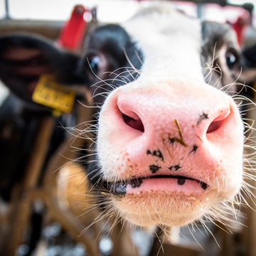 Ultrassonografia veterinária a aliada do manejo reprodutivo de bovinos de leite