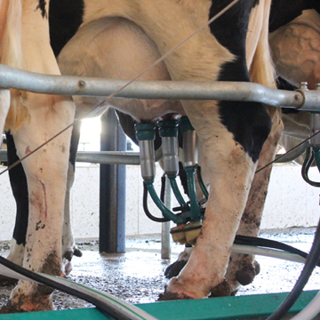 Doenças uterinas vacas conheças as que mais afetam o rebanho leiteiro