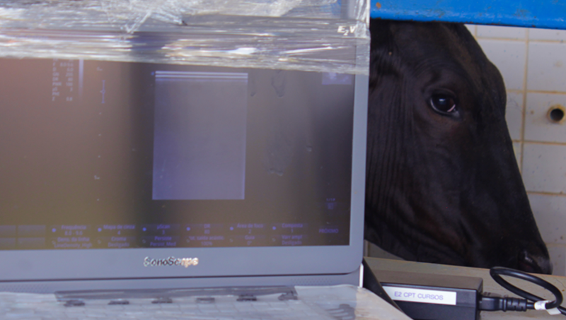 Ultrassonografia em bovinos saiba quais são as principais aplicações no manejo reprodutivo