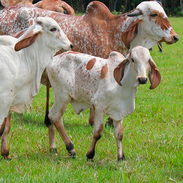 Doenças reprodutivas em bovinos: conheça as principais!