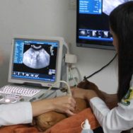 Gestação de cadelas a ultrassonografia no acompanhamento veterinário