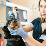 Oftalmologia em pequenos animais conheça essa área essencial da veterinária