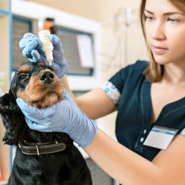 Oftalmologia em pequenos animais conheça essa área essencial da veterinária
