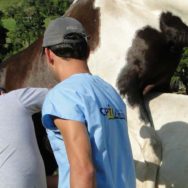 Exame andrológico em equinos: saiba como funciona