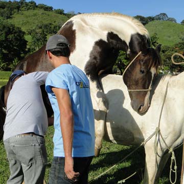 Exame andrológico em equinos: saiba como funciona