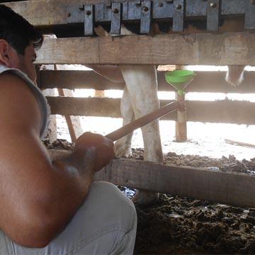 Conheça as patologias espermáticas em bovinos e como elas afetam a reprodução