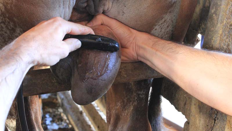 Exame físico e reprodutivo do macho bovino conheça os processos