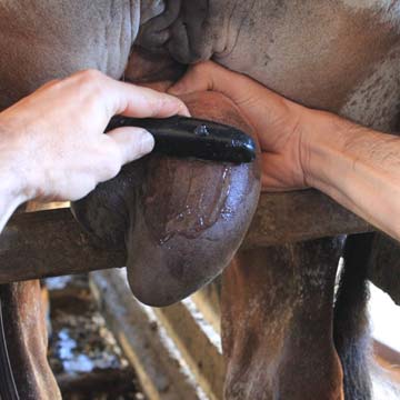 Exame físico e reprodutivo do macho bovino conheça os processos