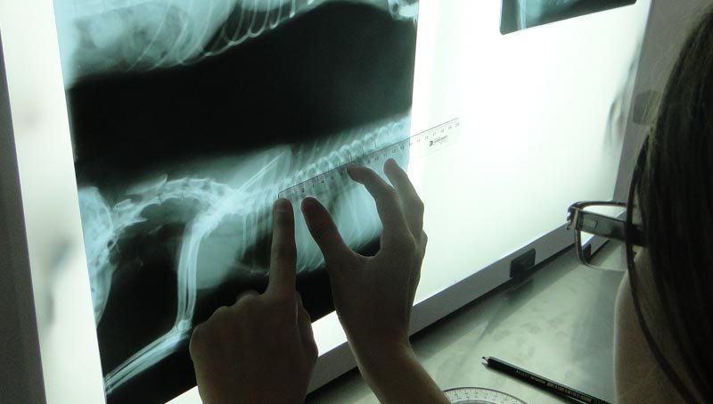 Radiografia em pequenos animais anatomia de ossos e articulações