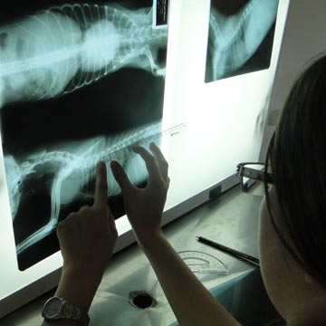 Radiografia em pequenos animais anatomia de ossos e articulações