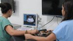 Ultrassonografia vascular em pequenos animais entenda como é feita essa avaliação