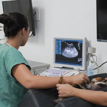 Ultrassonografia vascular em pequenos animais entenda como é feita essa avaliação