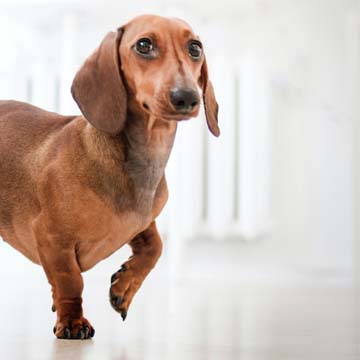 Anestesia locorregional para membro torácico em pequenos animais