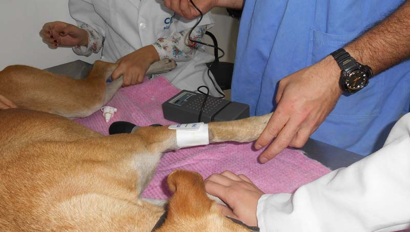 Mensuração da pressão arterial em pequenos animais: métodos invasivos e não-invasivos
