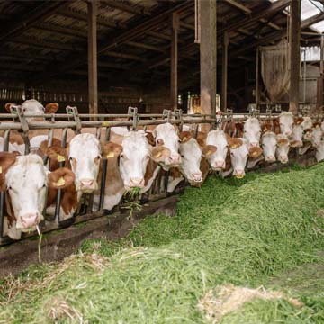 Nutrição e eficiência reprodutiva entenda a relação