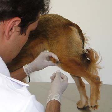 Doenças auto-imunes e imunomediadas em cães e gatos