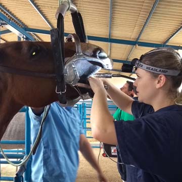 PEED pontas excessivas do esmalte dentário em equinos