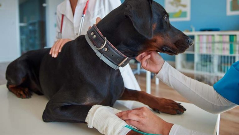 Transfusão sanguínea em pequenos animais entenda mais