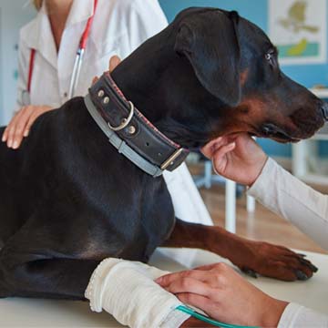 Transfusão sanguínea em pequenos animais entenda mais