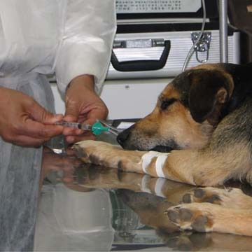 Complicações na anestesia de pequenos animais