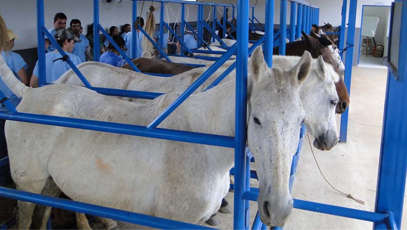 Inseminação artificial em éguas conheça diferentes técnicas