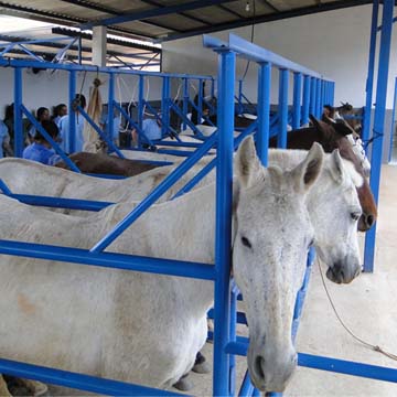 Inseminação artificial em éguas conheça diferentes técnicas