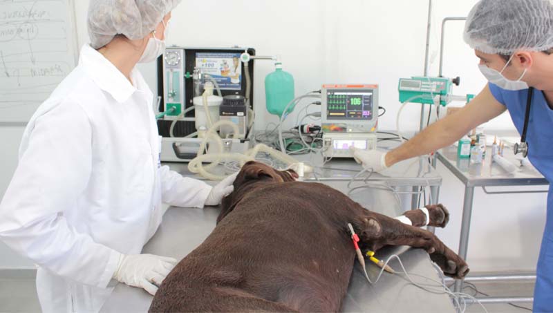 Monitorização anestésica veterinária entenda sua importância na cirurgia de pequenos animais