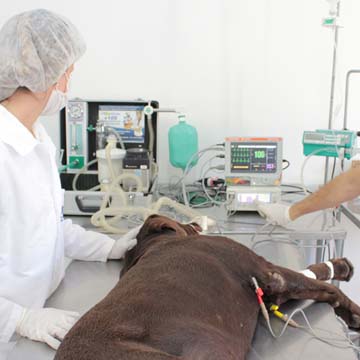 Monitorização anestésica veterinária entenda sua importância na cirurgia de pequenos animais