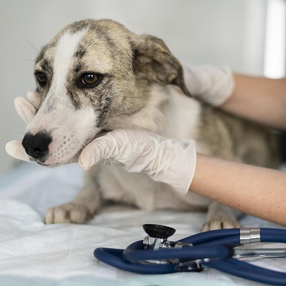 coleta de medula óssea em cães e gatos