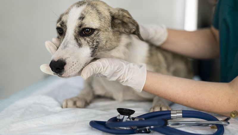 coleta de medula óssea em cães e gatos