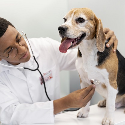 Efusão Pleural em cães