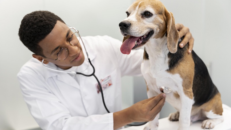 Efusão Pleural em cães