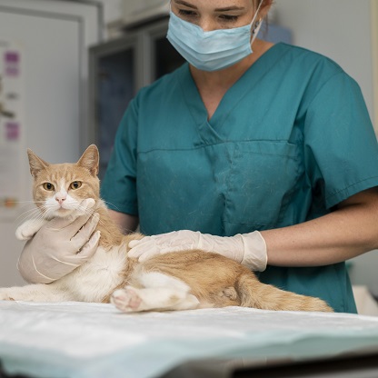 Toracocentese em pequenos animais