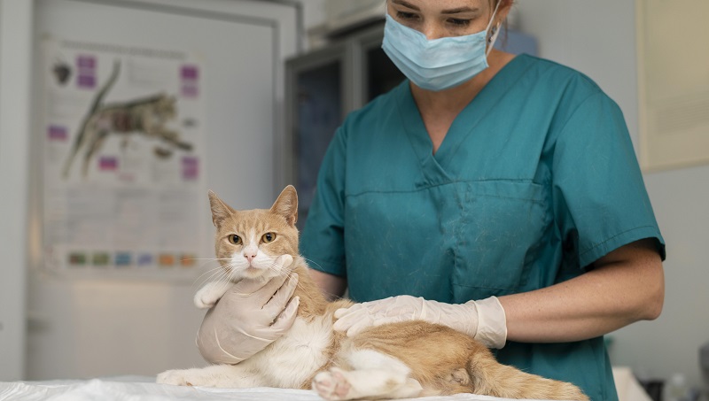 Toracocentese em pequenos animais